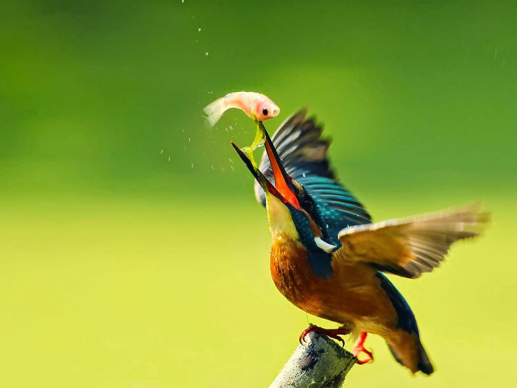 Nền Chim đẹp Du Lịch Thế Giới Du Lịch Cảnh Quan Hình Chụp Và Hình ảnh Để  Tải Về Miễn Phí - Pngtree